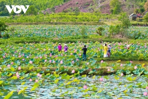 Trồng sen mang lại hiệu quả kinh tế cho người dân Duy Xuyên